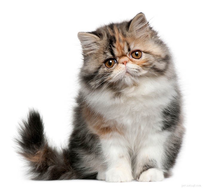 Informazioni sulla razza del gatto persiano Profilo della razza