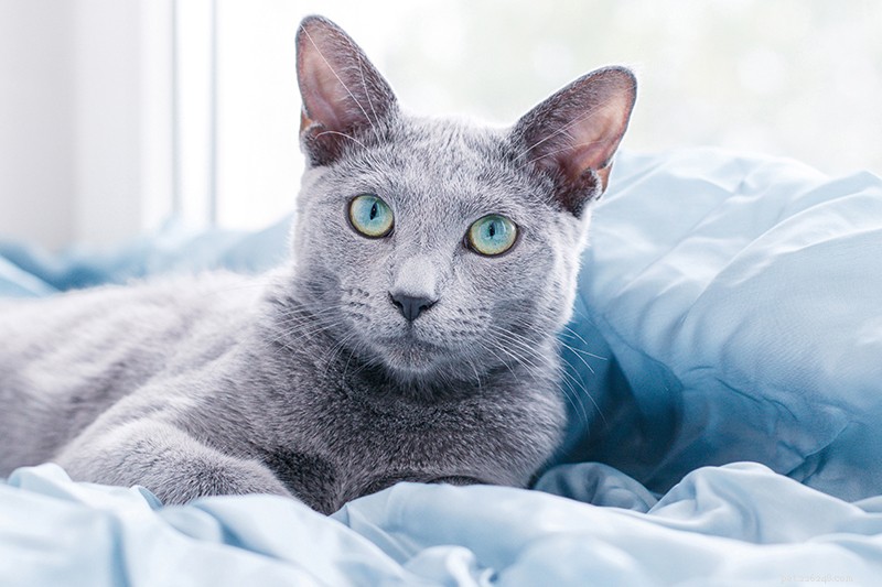 Информация о породе русской голубой кошки Профиль породы