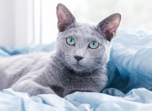 Russian Blue Cat rasinformation Rasprofil