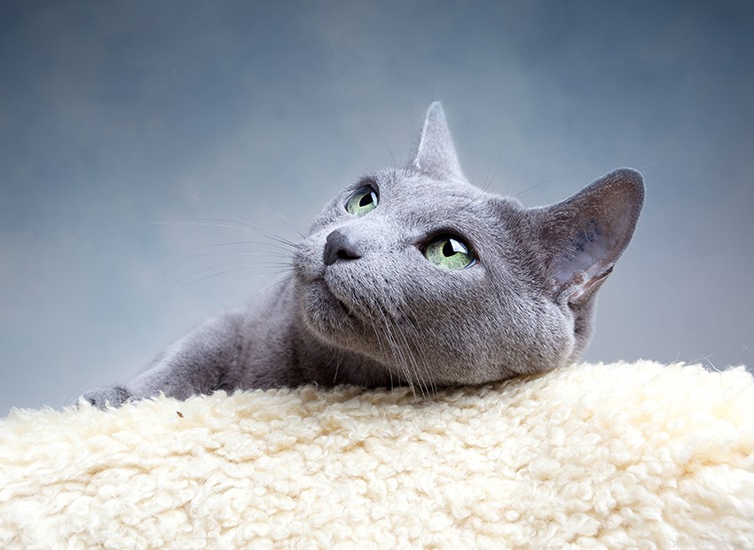 Informações sobre a raça do gato azul russo Perfil da raça