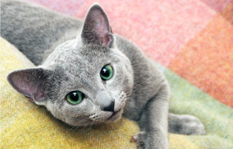 Informações sobre a raça do gato azul russo Perfil da raça