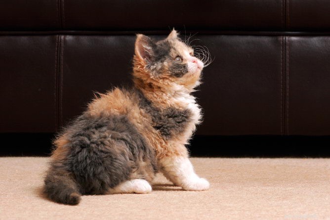Информация о породе кошек селкирк-рекс Профиль породы