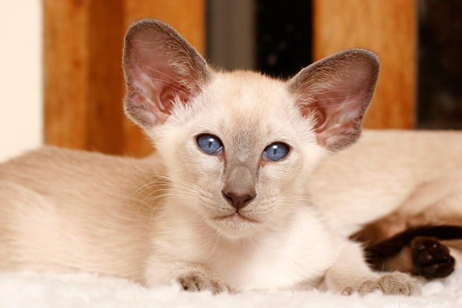 Информация о породе сиамской кошки Профиль породы