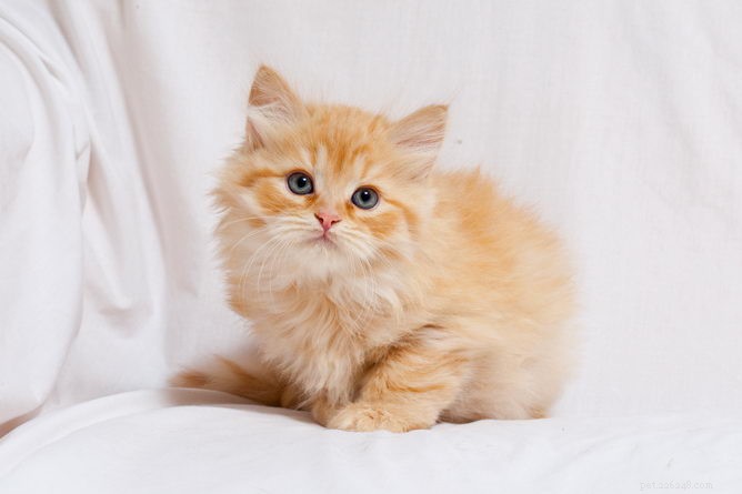 Информация о породе сибирской кошки Профиль породы