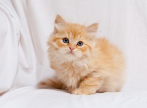 Rasinformation om sibirisk katt Rasprofil