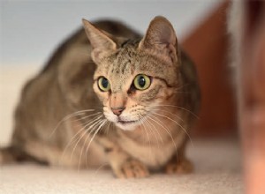 Informazioni sulla razza del gatto Sokoke Profilo della razza