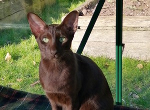 Informazioni sulla razza Suffolk Chocolate Cat Profilo razza