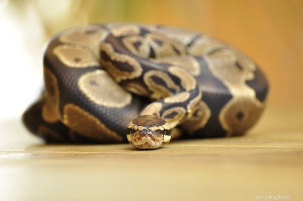 Voici pourquoi votre python royal ne mange pas
