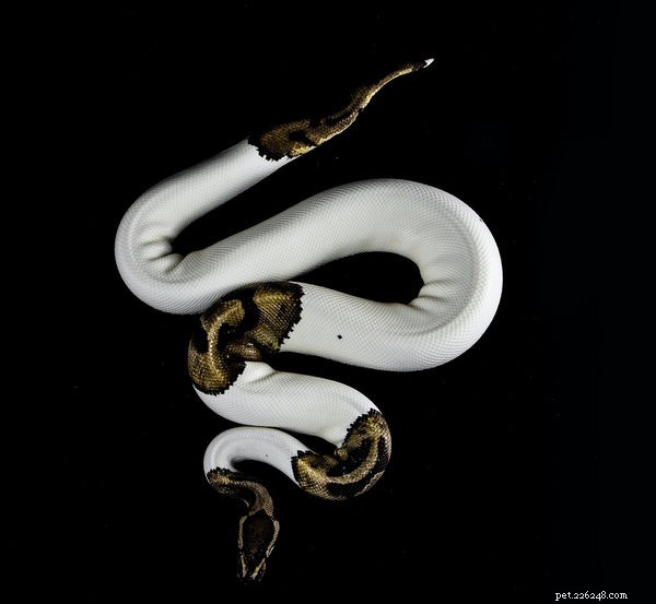 Dois-je adopter un python royal comme animal de compagnie ?