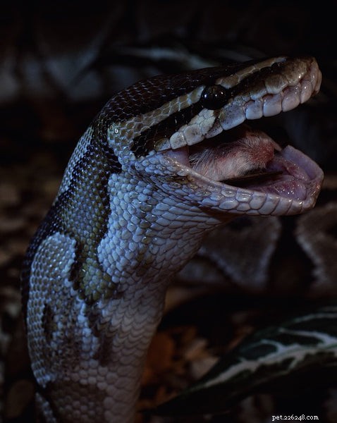 Dois-je adopter un python royal comme animal de compagnie ?