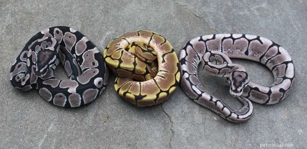 12 questions fréquemment posées sur les pythons royaux