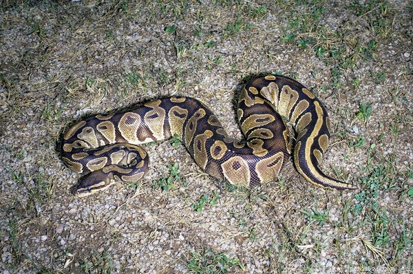 12 questions fréquemment posées sur les pythons royaux