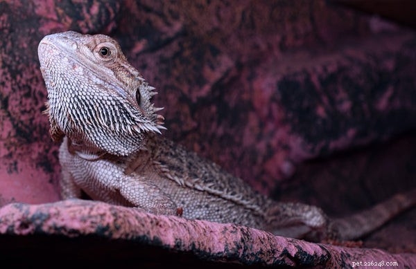 Är Bearded Dragons bra husdjur för nybörjare?