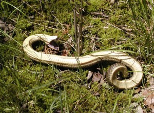 Почему Hognose Snakes притворяются мертвыми?