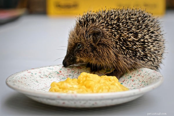 Gästinlägg:Hedgehog Diet and Nutrition