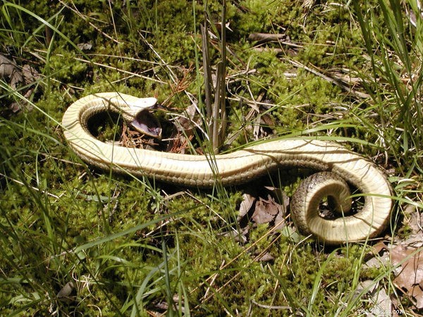 17 часто задаваемых вопросов об уходе за змеями Hognose