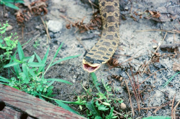 Pourquoi mon serpent à nez plat ne mange-t-il pas ?