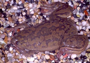 Maladie des bulles de gaz chez les grenouilles aquatiques, les tritons et les salamandres