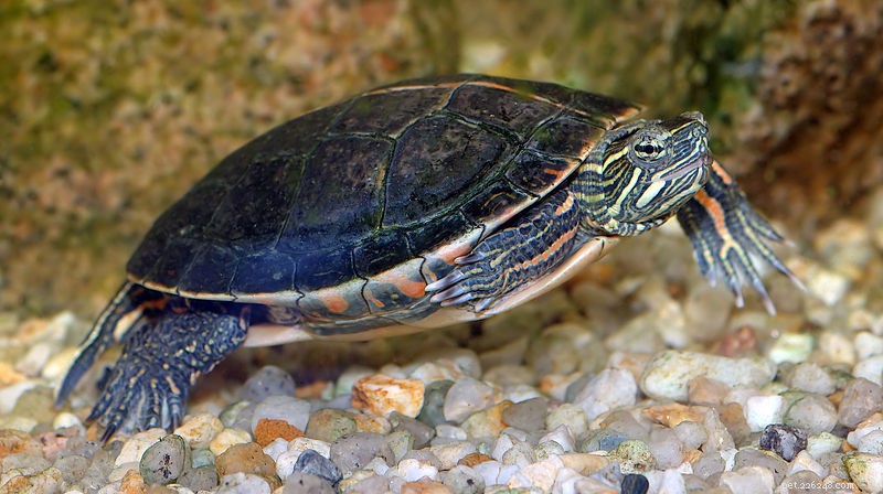 Slider en andere semi-waterschildpaddiëten – Groenten en Groenten – Deel 1