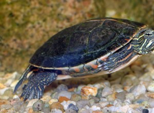 Диета ползунок и других полуводных черепах – Овощи и зелень – Часть 1