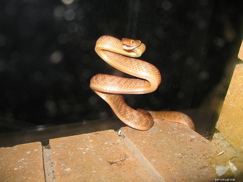 Побеги змей – Поиск кобр и других змей в зоопарках и домах – Часть 2
