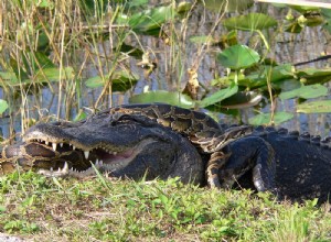 Cold Snap in Florida Introduced (d.v.s. Burmese Pythons) och inhemska herps