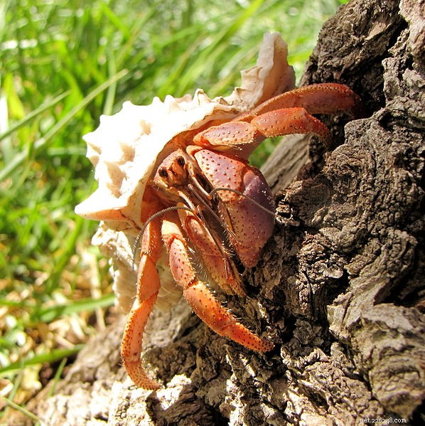 A vida complexa de um animal de estimação comum – o caranguejo eremita terrestre ou caribenho