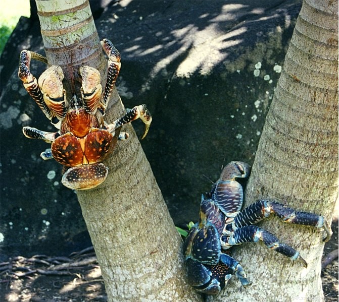 La vie complexe d un animal de compagnie commun :le crabe ermite terrestre ou des Caraïbes