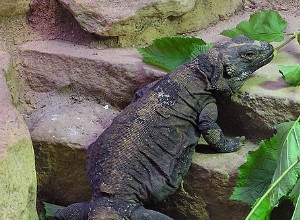 De Chuckwalla – een sterke, persoonlijke kandidaat voor het woestijnterrarium – deel 2