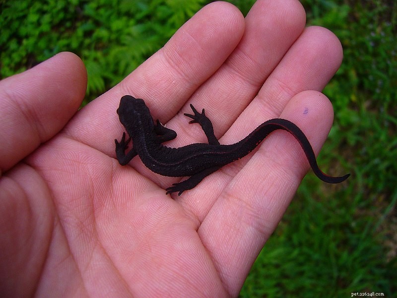 Salamanderns naturhistoria och vård – japanska och kinesiska eldmagade salamandrar