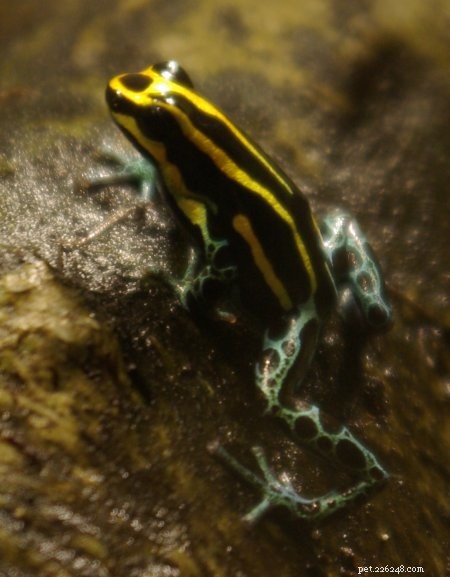 Primo anfibio completamente monogamo identificato:la rana velenosa mimica