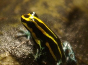 Första helt monogam amfibie identifierad – den härmande giftgrodan
