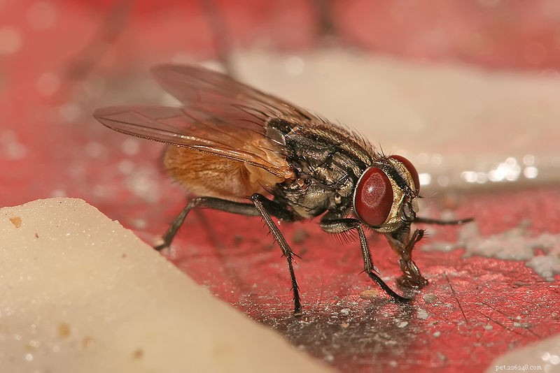 Rusflugor och larver som föda för reptiler, amfibier och ryggradslösa djur