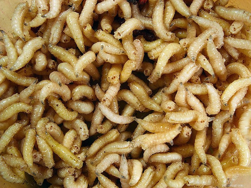 Moscas e larvas como alimento para répteis, anfíbios e invertebrados