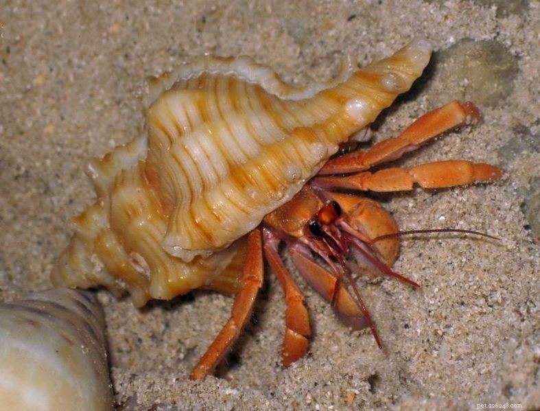 Cuidados com caranguejo eremita terrestre (terrestre) – A importância da água salgada