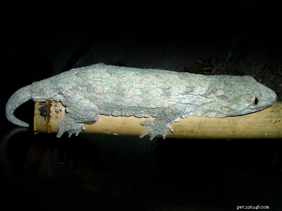 Zvyky a způsob chovu obřího gekona z Nové Kaledonie