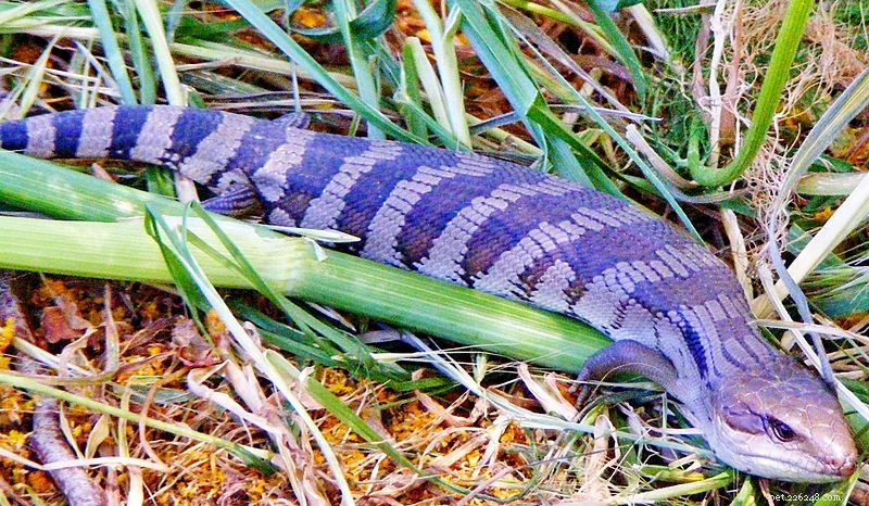 Manter e criar a língua azul/lagartos da língua azul – Parte 2