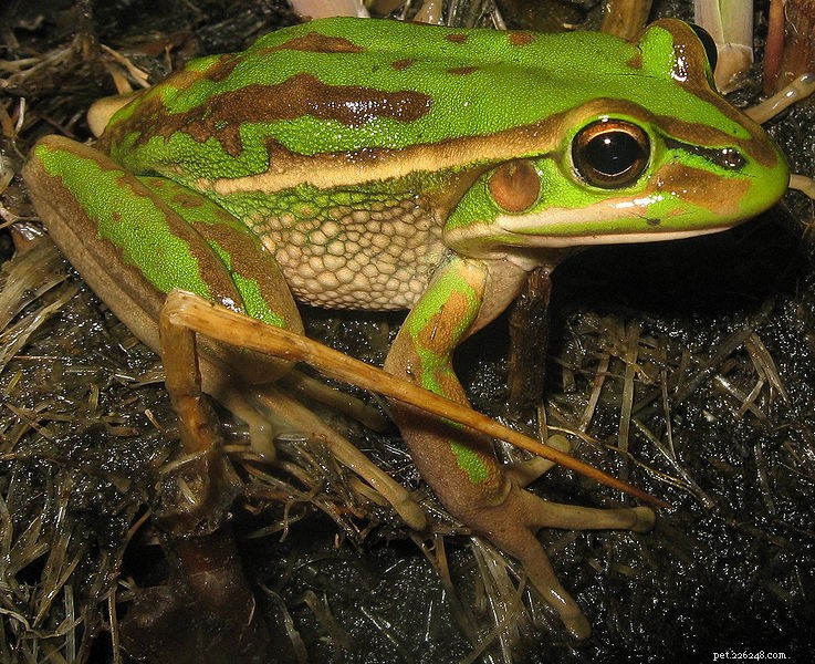 Élevage de la grenouille clochette verte et dorée et accueil de son parent « éteint » – Partie 1