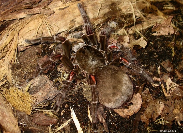 ryggradslösa djurs hälsa – kvalster i skorpion-, tusenfoting- och tarantelterrarier