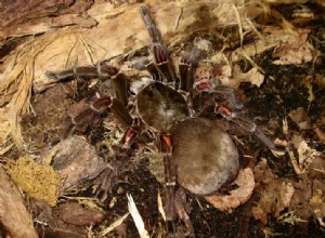 ryggradslösa djurs hälsa – kvalster i skorpion-, tusenfoting- och tarantelterrarier