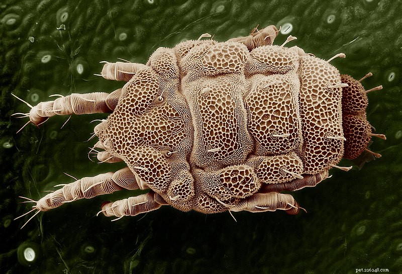 Saúde de invertebrados – Ácaros em terrários de escorpiões, milípedes e tarântulas