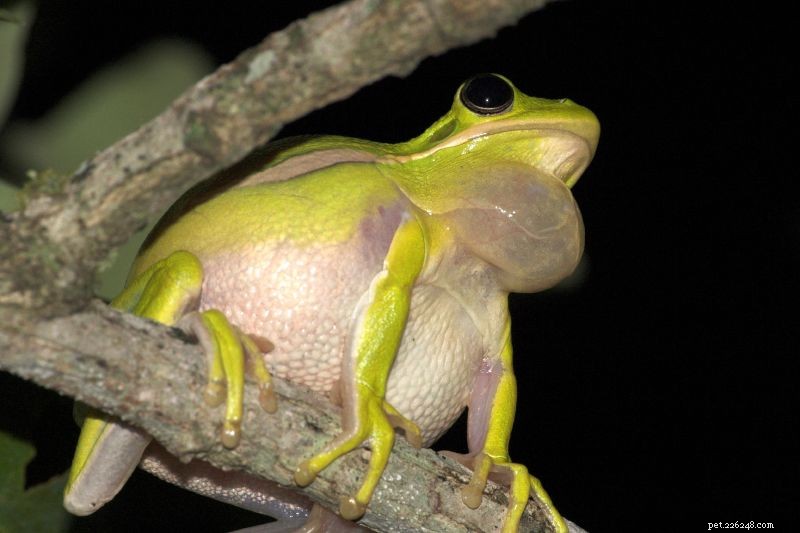 Migrations reproductrices d amphibiens – Protéger un rite printanier spectaculaire – Partie 2