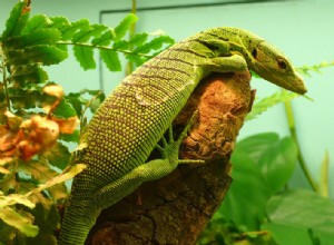 Ontdekking van een enorme, boomrijke, fruitetende monitor schokt herpetologen