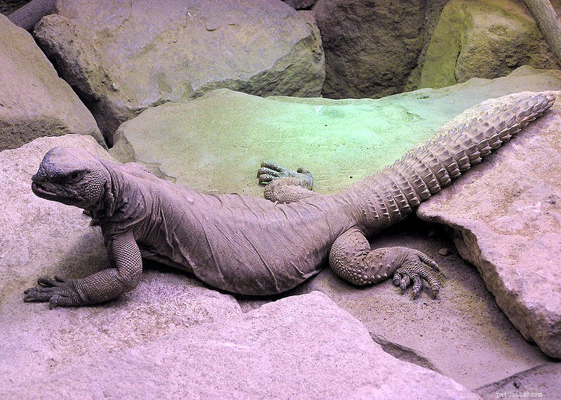 Agâmides de cauda espinhosa – os lagartos fascinantes do gênero Uromastyx – Parte 1