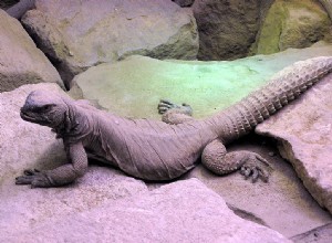 Spiny-tailed Agamids – de fascinerande ödlorna från släktet Uromastyx – Del 1