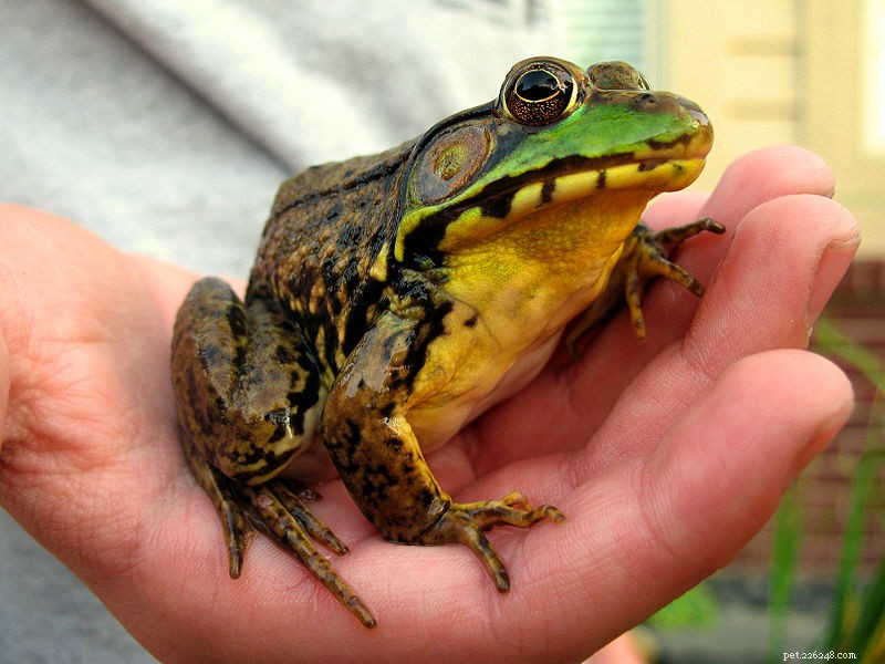 Seznamte se se zelenou žábou – typickou rybniční žábou v USA – část 1