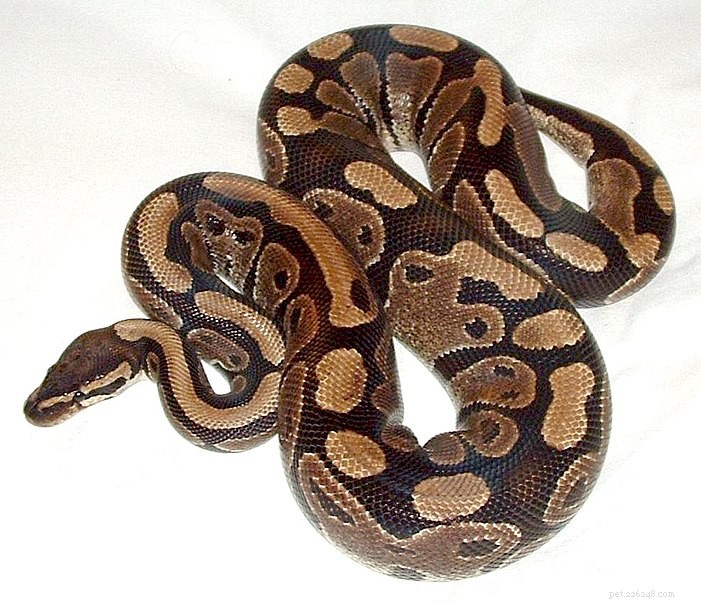 ”Hjälp! My Ball Python Won’t Eat” – The Troublesome Habits of a Popular Snake – Del 1