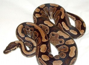 ”Hjälp! My Ball Python Won’t Eat” – The Troublesome Habits of a Popular Snake – Del 1