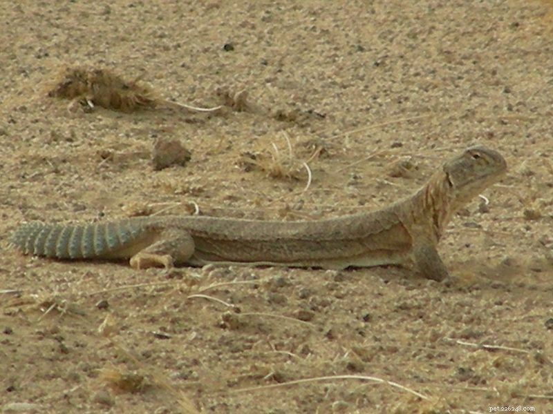 Agamides à queue épineuse – les lézards fascinants du genre Uromastyx -Partie 2