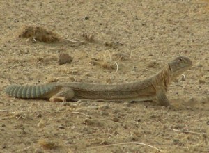 Spiny-Tailed Agamids – de fascinerende hagedissen van het geslacht Uromastyx -Deel 2